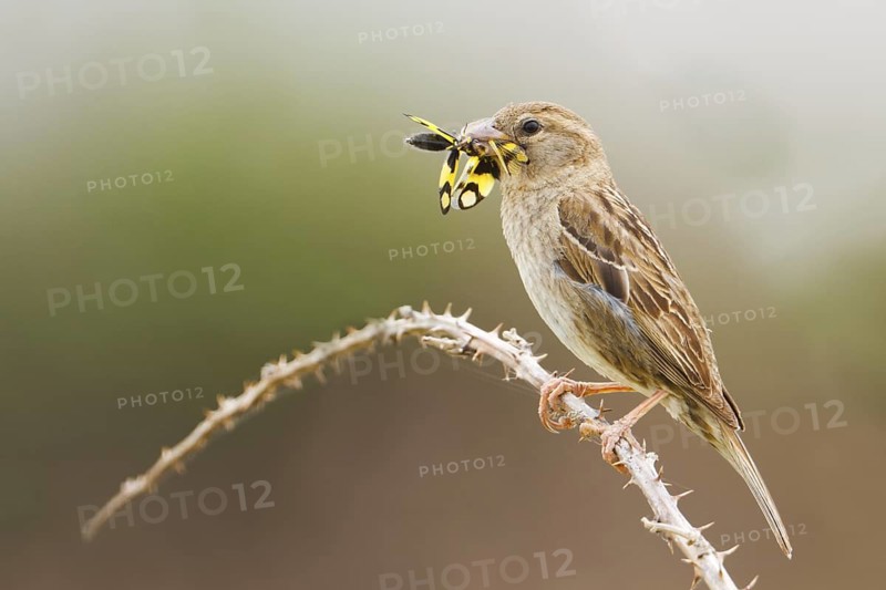 Spanish Sparrow (Passer hispaniolensis) female, Croatia