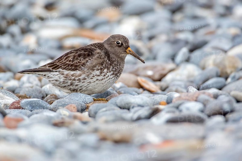 Purple Sandpiper (Calidris maritima), Schleswig-Holstein, Germany