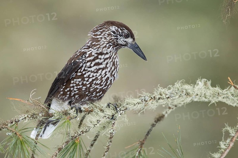 Spotted Nutcracker (Nucifraga caryocatactes), St. Gallen, Switzerland