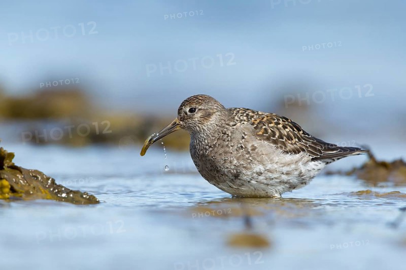 Purple Sandpiper (Calidris maritima), Myvatn, Iceland