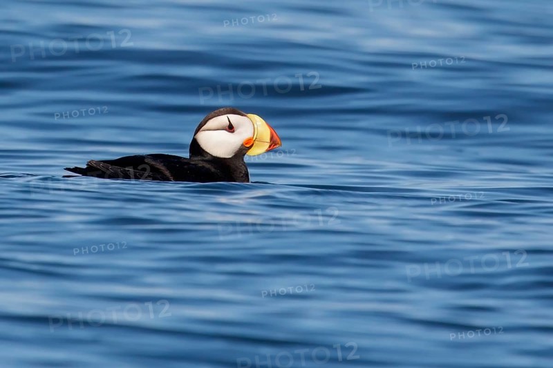 Horned Puffin (Fratercula corniculata) offshore of Seward, Alaska