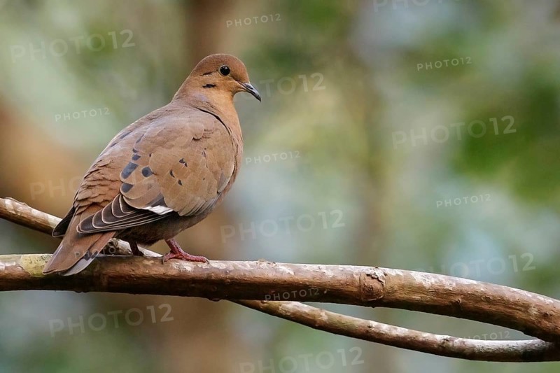 Zenaida Dove (Zenaida aurita) perched on a branch in Cuba