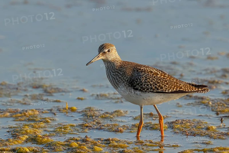 Wood Sandpiper (Tringa glareola) standing in shallow water, Wildlife, Animals, Birds, Snipe family, Ziggsee, Lake Neusiedl National Park, Seewinkel, Burgenland, Austria