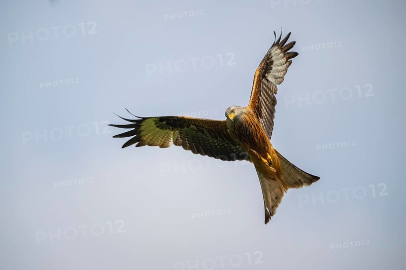 Red kite (Milvus milvus) flying in the sky, Bavaria, Germany