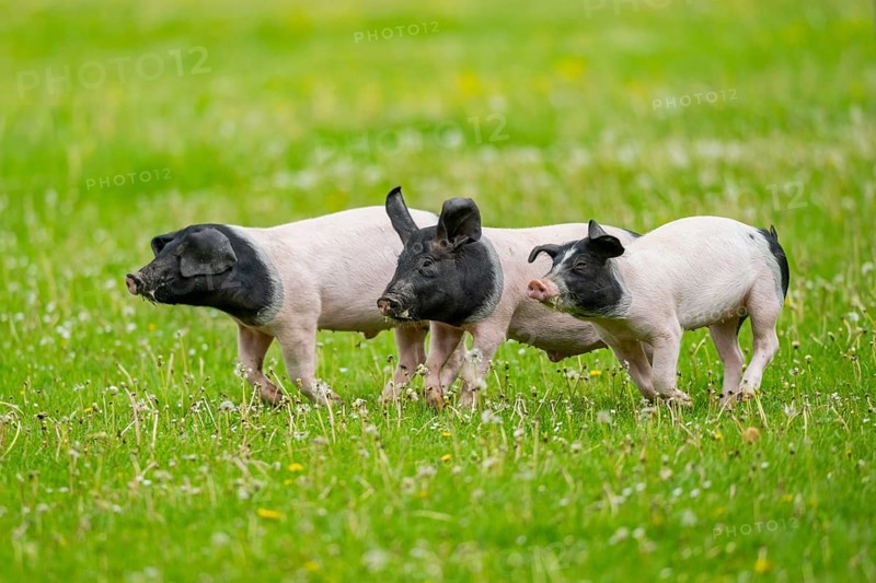 Swabian-Hall swine (Schwäbisch-Hällisches Landschwein) running over a meadow, Germany