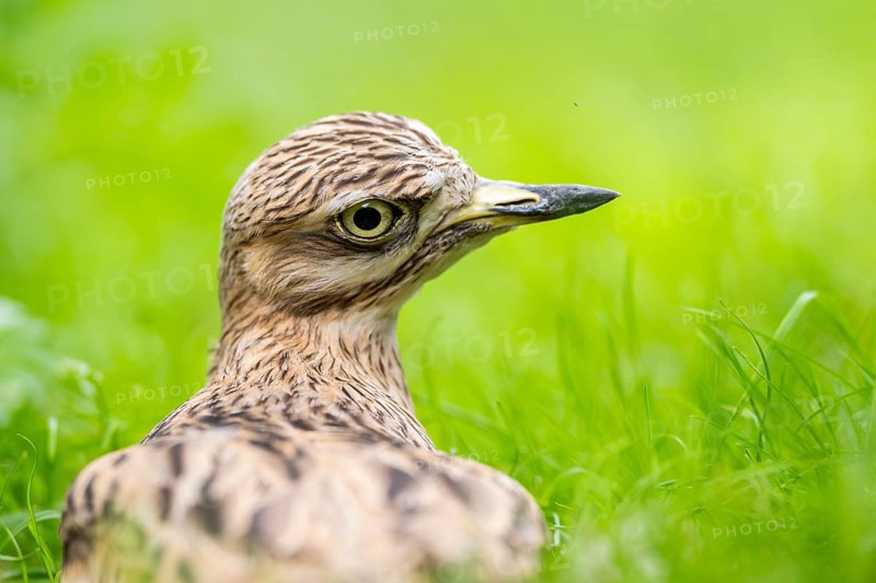 Eurasian stone-curlew (Burhinus oedicnemus) lying on a meadow, captive, Zoo Augsburg, Germany