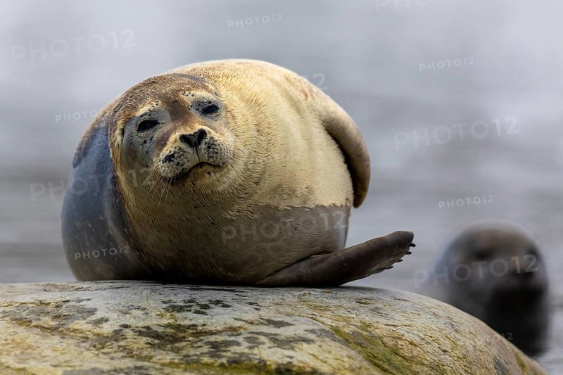 Harbour seal (Phoca vitulina) lying on a stone in the water, Mammals (Mammalia), Gravnesodden, Spitsbergen, Svalbard