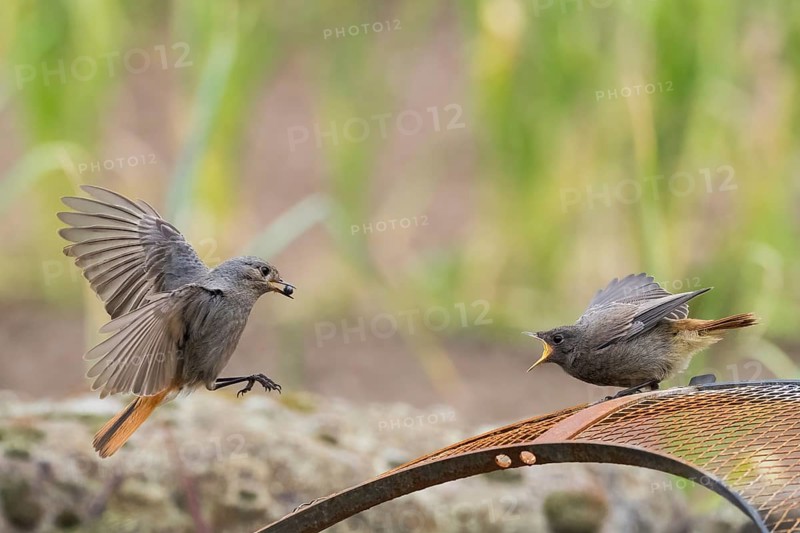Female black redstart (Phoenicurus ochruros) approaching to feed a young bird on a wire mesh, Hesse, Germany