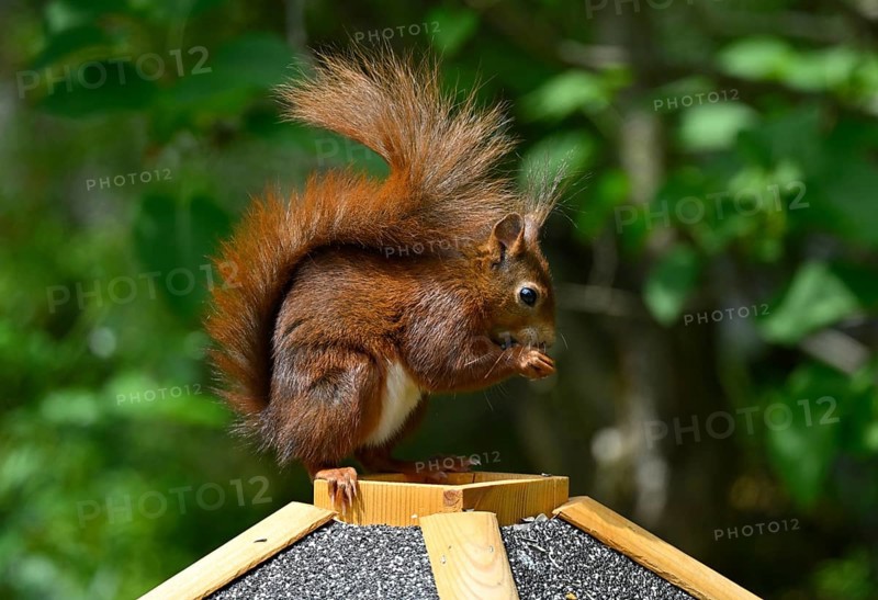 Eurasian red squirrel (Sciurus vulgaris), sitting on bird house, eating, Stuttgart, Baden-Württemberg, Germany