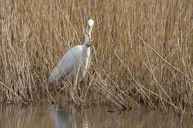 Great white egret (Ardea alba) adult bird in water on the edge of a reedbed with a frog for food in its beak in spring, England, United Kingdom