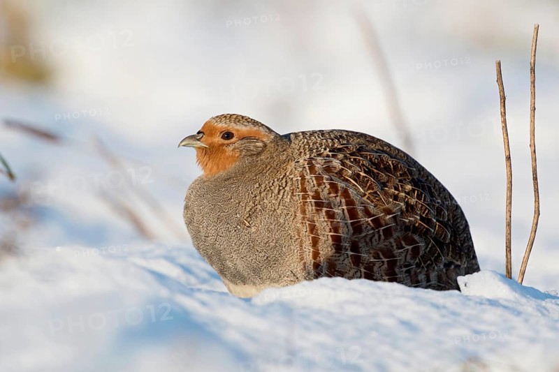 Grey partridge (Perdix perdix) in winter, sitting fluffed up up in the freshly fallen snow in the sun, enjoying the warming rays of the sun, on a sunny winter morning, native wildlife, rare observation, wildlife, native nature, Lower Rhine, Rhineland, North Rhine-Westphalia, Germany, Western Europe