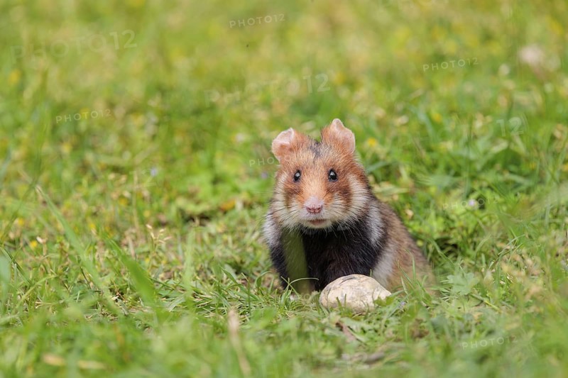 A European hamster (Cricetus cricetus) leaves his burrow