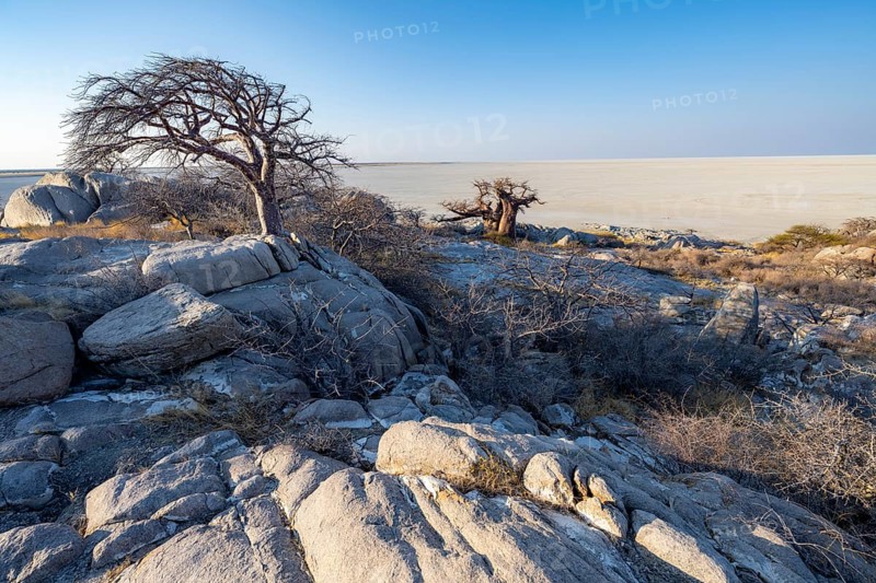 African baobab or baobab tree (Adansonia digitata), between round rocks with view over the salt pan in the evening light, Kubu Island (Lekubu), Sowa Pan, Makgadikgadi salt pans, Botswana