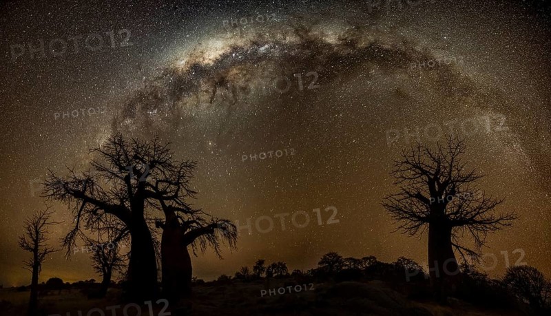 Silhouettes of several baobab trees with starry sky and Milky Way, African baobab (Adansonia digitata), night shot, Kubu Island (Lekubu), Sowa Pan, Makgadikgadi Salt Pans, Botswana