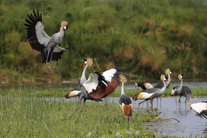 Grey Crowned Crane (Balearica regulorum), Uganda