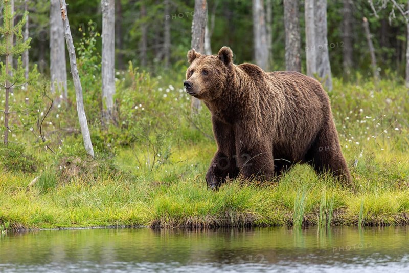 Brown Bear (Ursus arctos), on forest, Kainuu, Finland