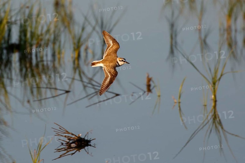 Kentish Plover (Charadrius alexandrinus) flying, Mallorca, Spain