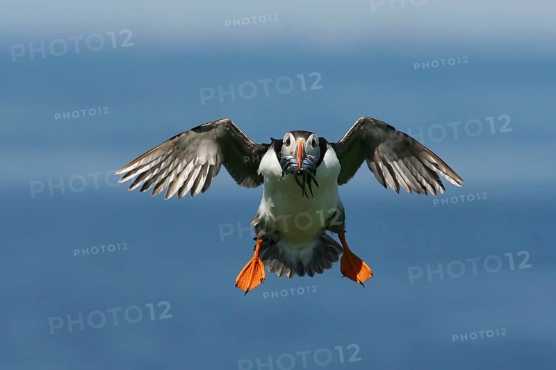 Atlantic Puffin (Fratercula arctica) incoming, carrying sandeels in bill, Farne Islands, United Kingdom