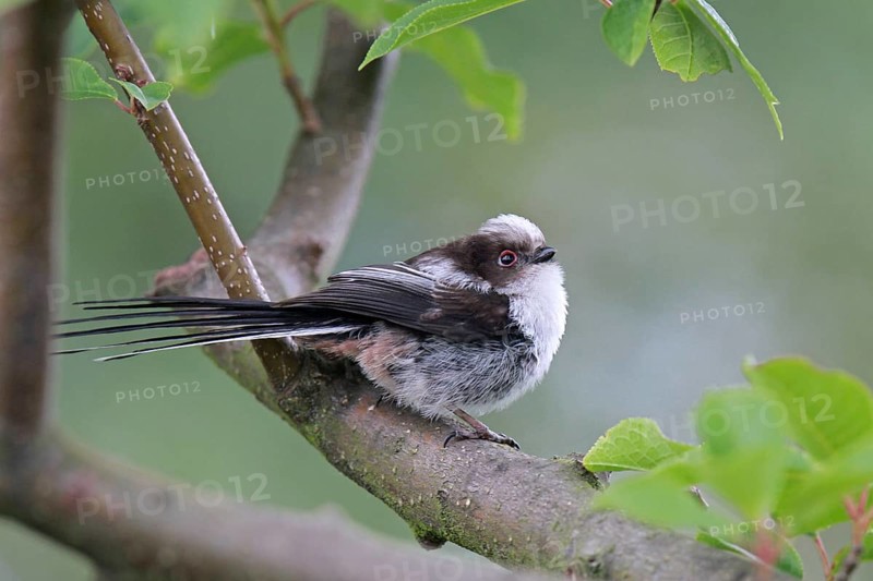Long-tailed Tit (Aegithalos caudatus) juvenile, Lower Saxony, Germany