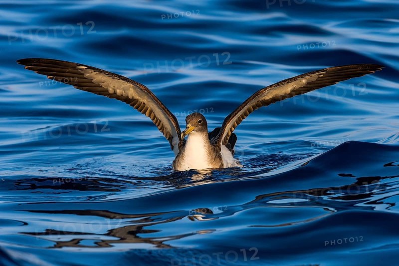 Cory's Shearwater (Calonectris borealis), Eilat, Israel