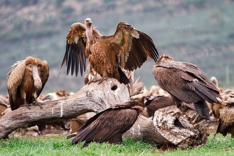 Griffon Vulture (Gyps fulvus) flock, Castile-La Mancha, Spain