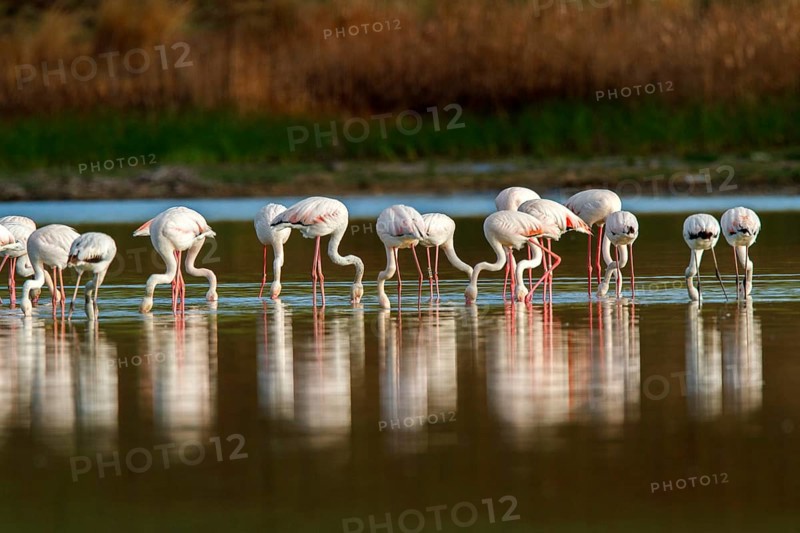 Greater Flamingo (Phoenicopterus roseus), Castile-La Mancha, Spain
