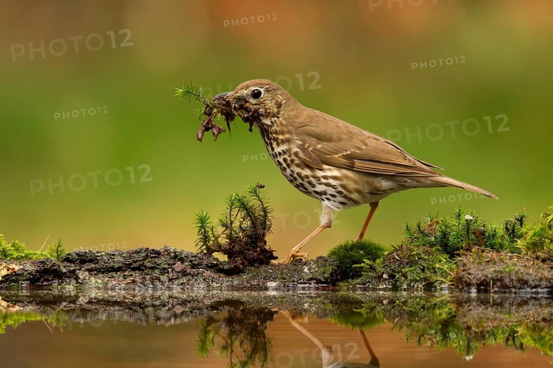 Song Thrush (Turdus philomelos) carrying nesting material, Utrecht, Netherlands