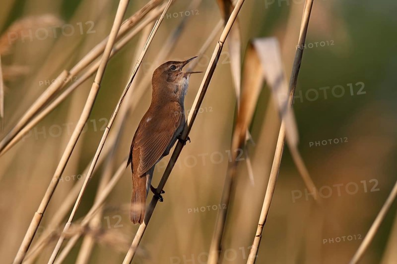 Savi's Warbler (Locustella luscinioides) singing, Mecklenburg-Western Pomerania, Germany
