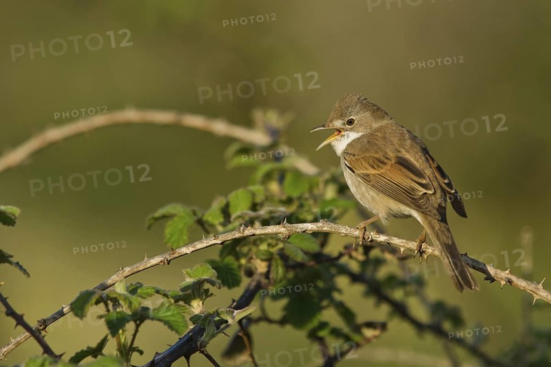 Common Whitethroat (Sylvia communis) female singing, Liguria, Italy