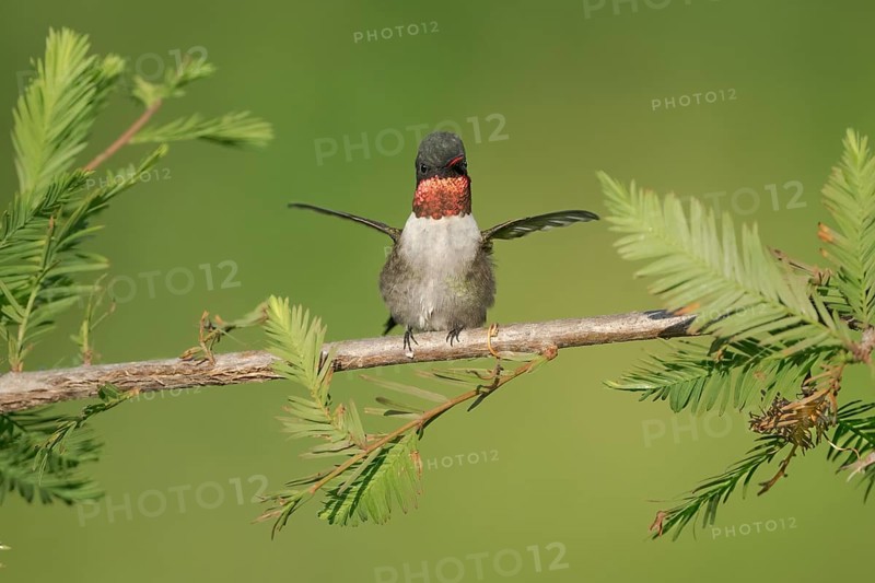 Ruby-throated Hummingbird (Archilochus colubris) male, Texas, USA