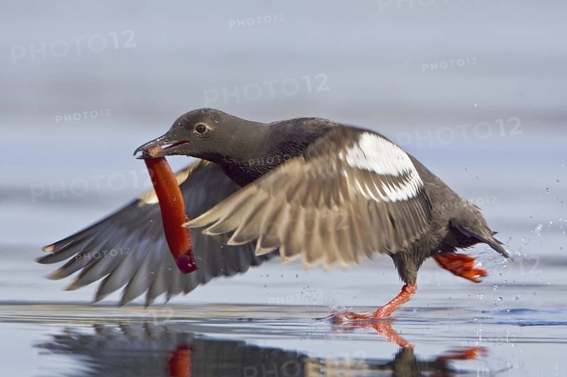 Pigeon Guillemot (Cepphus columba) flying, British Columbia, Canada