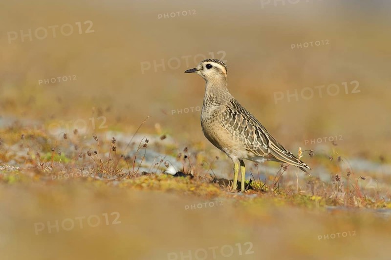 Eurasian Dotterel (Charadrius morinellus), Grisons, Switzerland