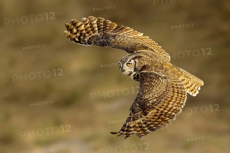 Great Horned Owl (Bubo virginianus) flying, Texas, USA
