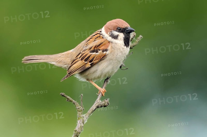 Eurasian Tree Sparrow (Passer montanus), Lower Saxony, Germany
