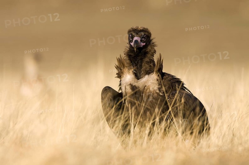 Cinereous Vulture (Aegypius monachus), Castile-La Mancha, Spain