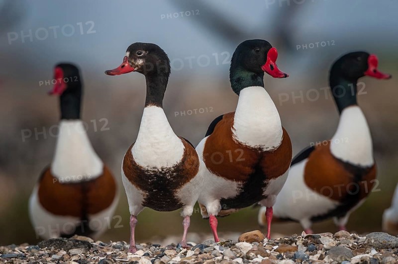 Common Shelduck (Tadorna tadorna), Schleswig-Holstein, Germany