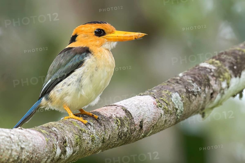 Yellow-billed Kingfisher (Syma torotoro) perched on a branch in Papua New Guinea