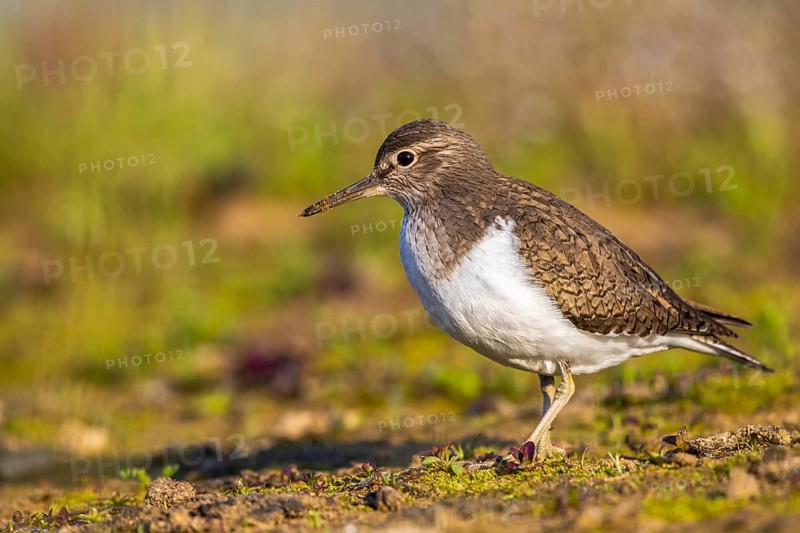 Common Sandpiper (Actitis hypoleucos), North Rhine-Westphalia, Germany
