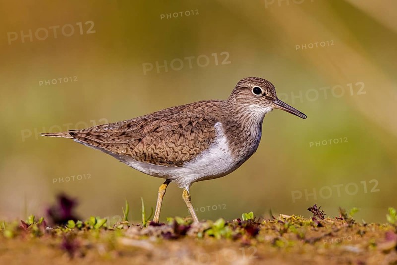 Common Sandpiper (Actitis hypoleucos), North Rhine-Westphalia, Germany