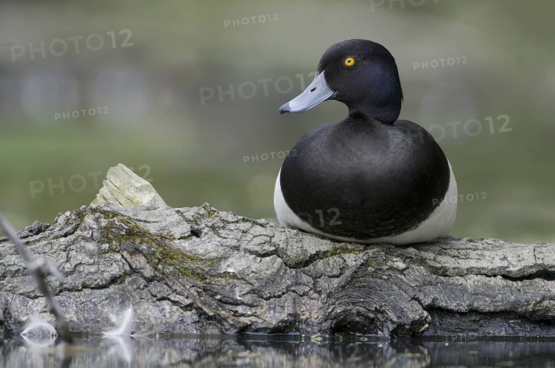 Tufted Duck (Aythya fuligula) male, Saxony, Germany