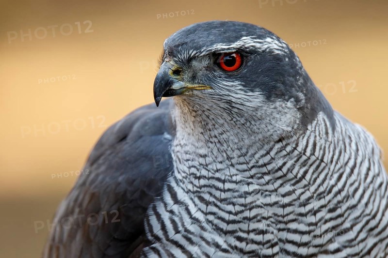 Northern Goshawk (Accipiter gentilis), adult male, Castile and Leon, Spain