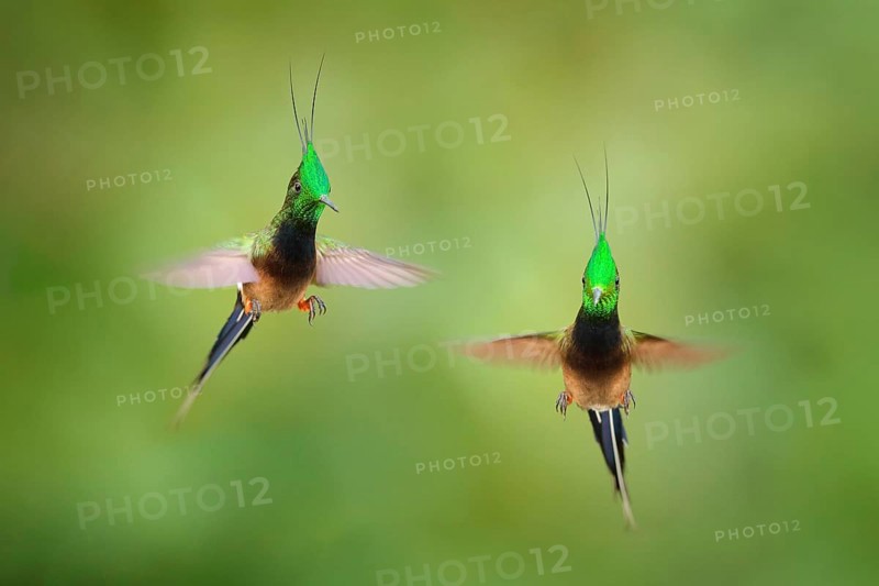 Wire-crested Thorntail, Popelairia popelairii, two hummingbird in fly. Fight in the tropic forest, green beautiful birds with crest, Sumaco, Napo, Ecuador
