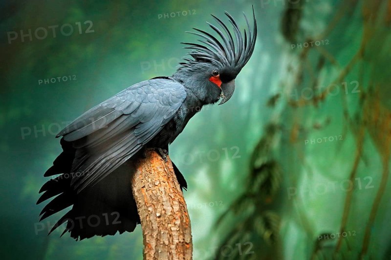 Grey parrot with crest. Detail portrait of dark parrot Palm cockatoo, Probosciger aterrimus, talon in the bill, New Guinea. Head of big grey bird. Wildlife scene from New Guinea, nature habitat