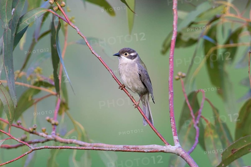 Brown-headed Honeyeater (Melithreptus brevirostris) perched on a branch, Victoria, Australia