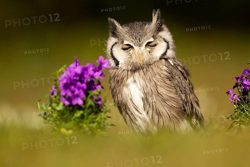 Southern White-faced Owl (Ptilopsis granti) captive, Germany