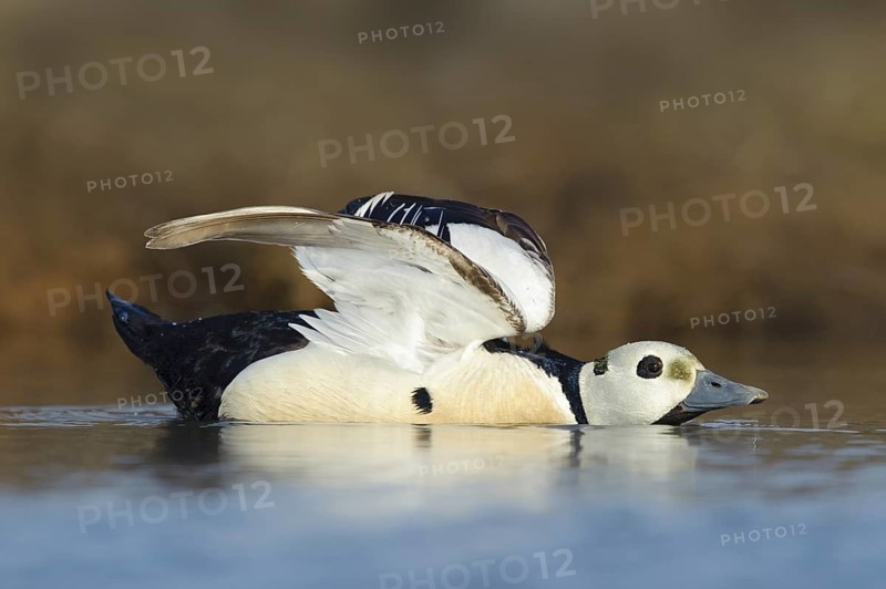Steller's Eider (Polysticta stelleri) male, Alaska, USA