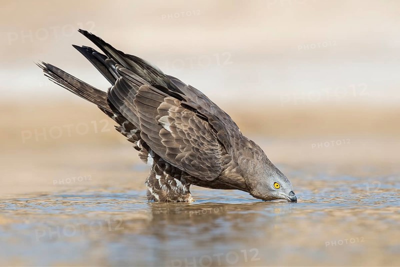 European Honey Buzzard (Pernis apivorus) drinking, Eilat, Israel