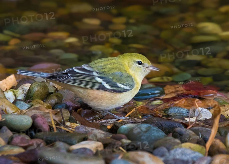 A fall plumage Bay-breasted Warbler, Setophaga castanea at a pond in Saskatoon, Canada