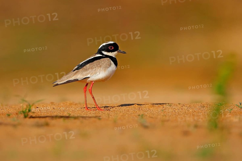 Pied plover, Vanellus cayanus, bird on sand river beach, Pantanal, Brazil. Evening light. water plover in nature habitat. Wildlife scene from nature. Travelling South America