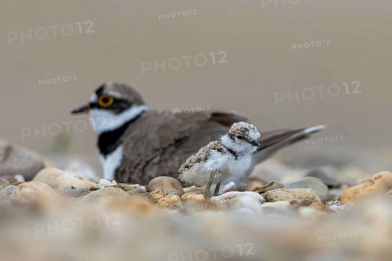 Little Ringed Plover (Charadrius dubius) with chick, North Rhine-Westphalia, Germany